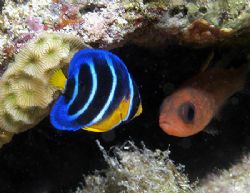 Juvenile Queen Angelfish and one of his little friends. N... by Jim Chambers 